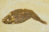Detailed Fossil Fish (Knightia) - Wyoming #320166-1